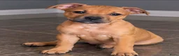 Staffordshire Bull Terrier dogs for sale: 🐾 STUNNING RED STAFFIE PUPPIES 🐾 - Advert 2
