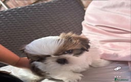 Shih Tzu dogs for sale: Puppies Shih tzu  in Peterborough - Image 11