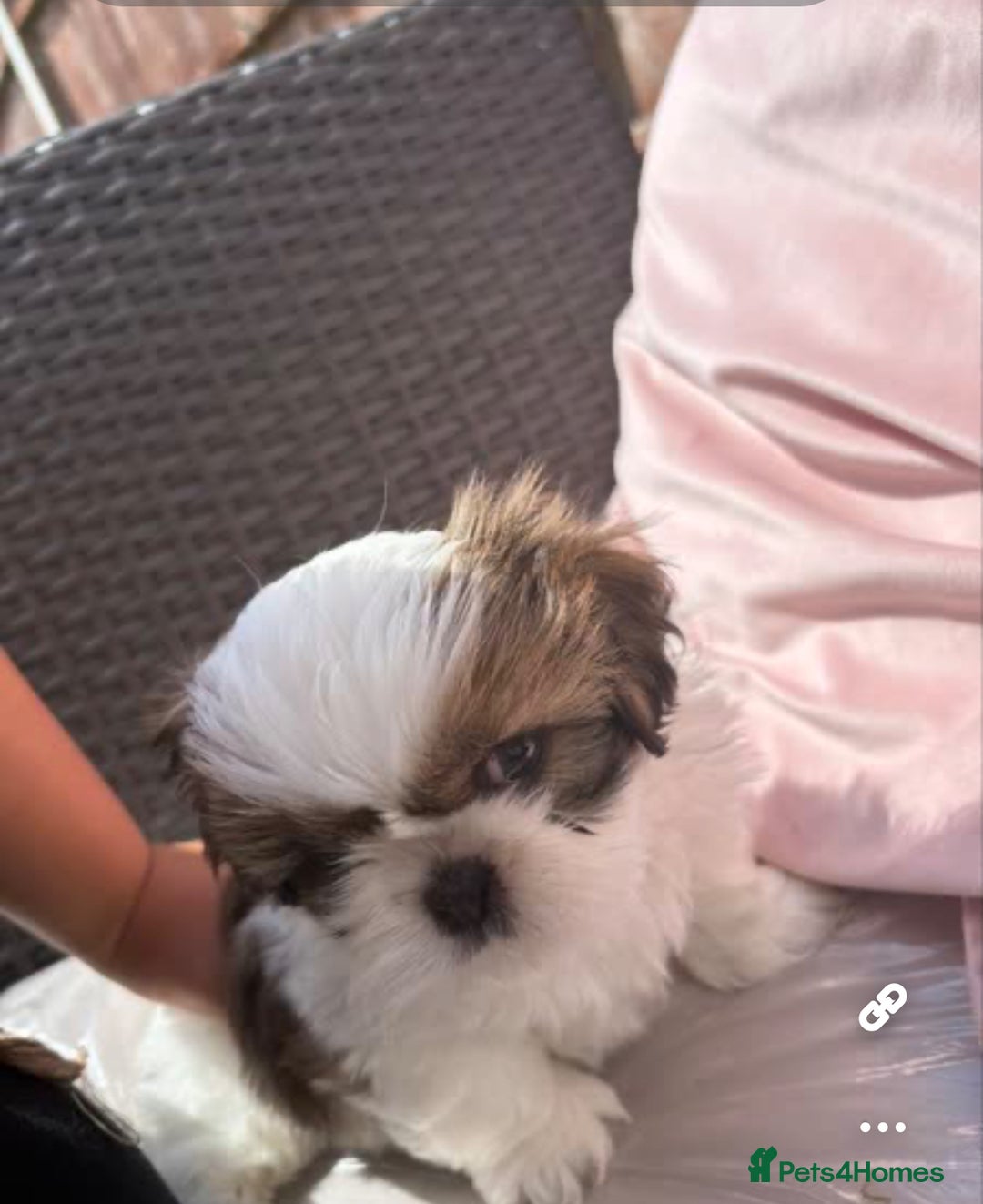 Shih Tzu dogs for sale: Puppies Shih tzu  in Peterborough - Image 11