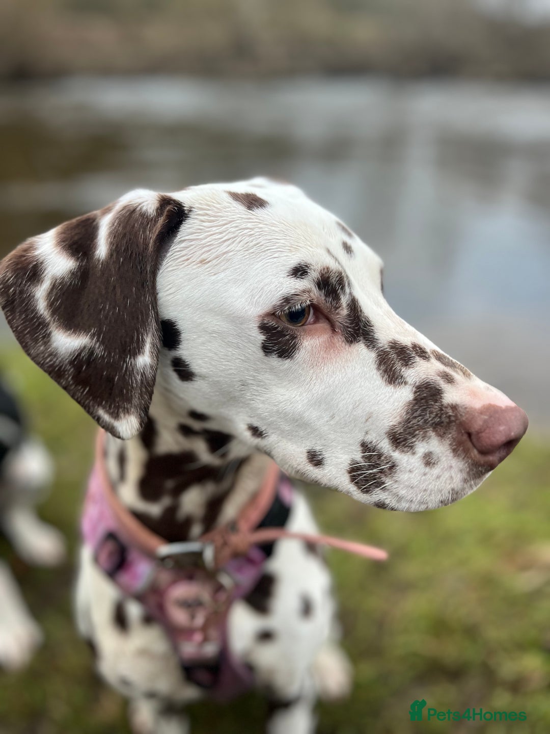Dalmatian dogs for sale: River  - Advert 5