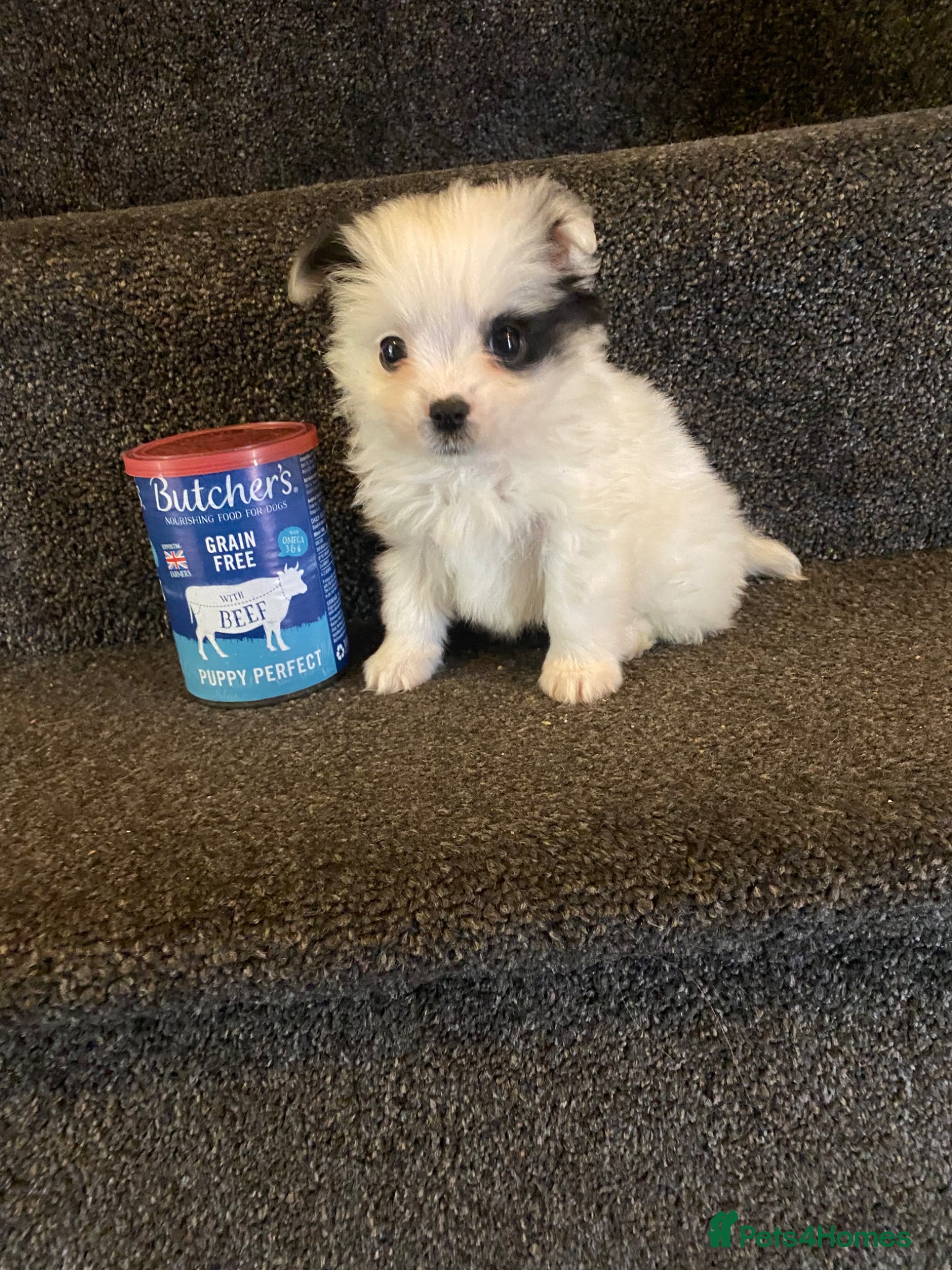 Maltipom dogs Maltese x Pomeranian Puppies - Advert 1