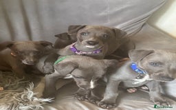 Whippet dogs for sale: Beautiful KC Reg Blue Whippet puppies - Image 11