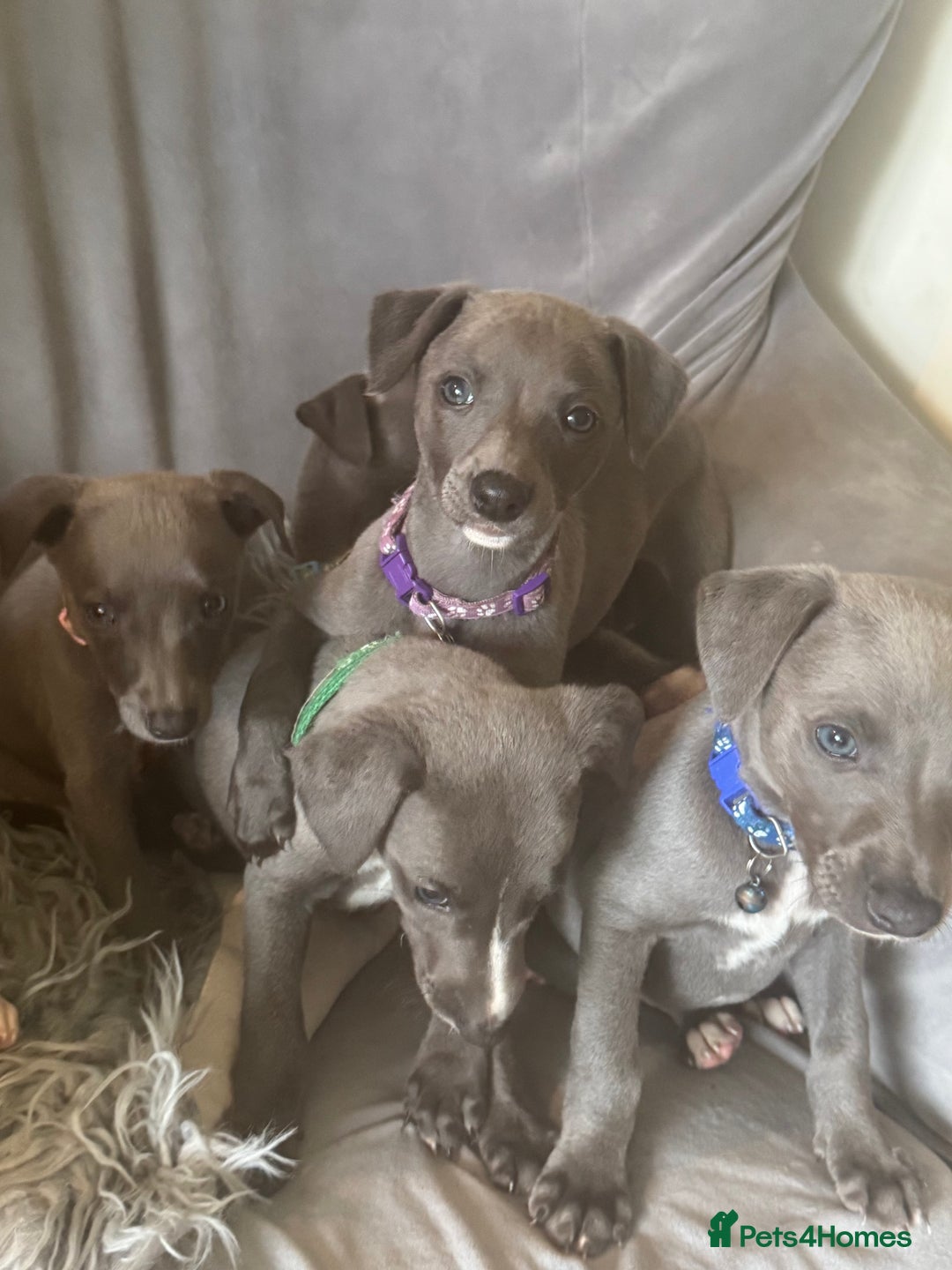 Whippet dogs for sale: Beautiful KC Reg Blue Whippet puppies - Image 11