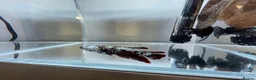 Bettas fish for sale: Betta sale!!  - Advert 5