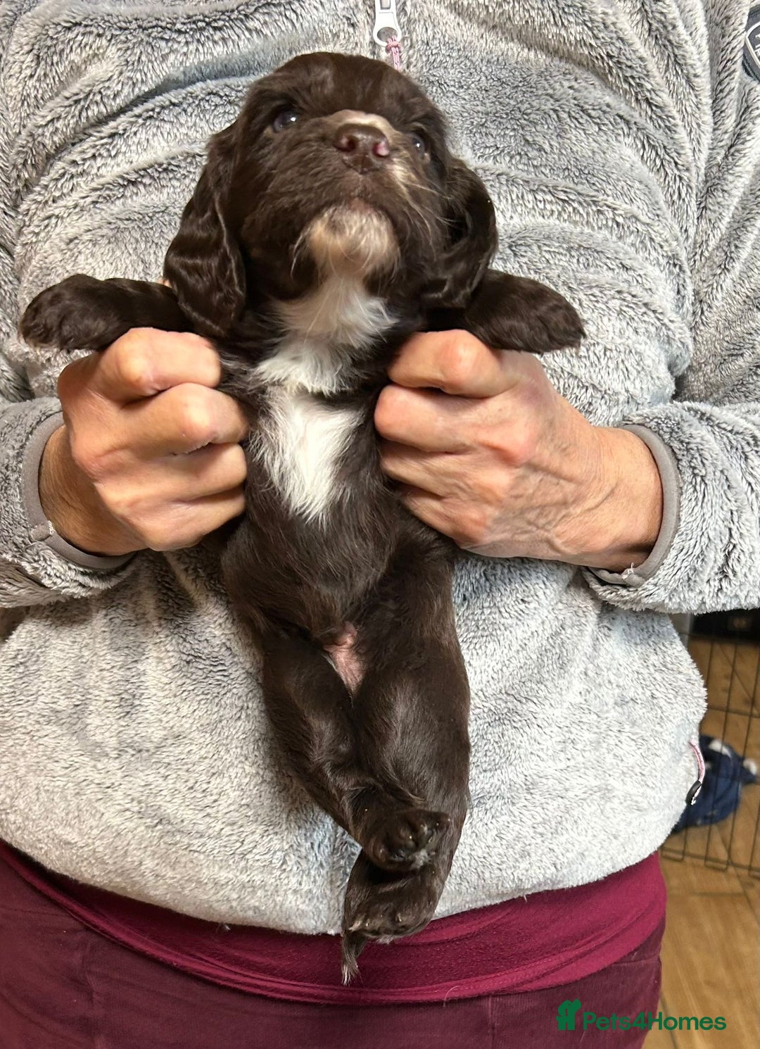 Cocker Spaniel dogs for sale: English Working Cocker Spaniel - Advert 2