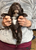 Cocker Spaniel dogs English Working Cocker Spaniel - Advert 3