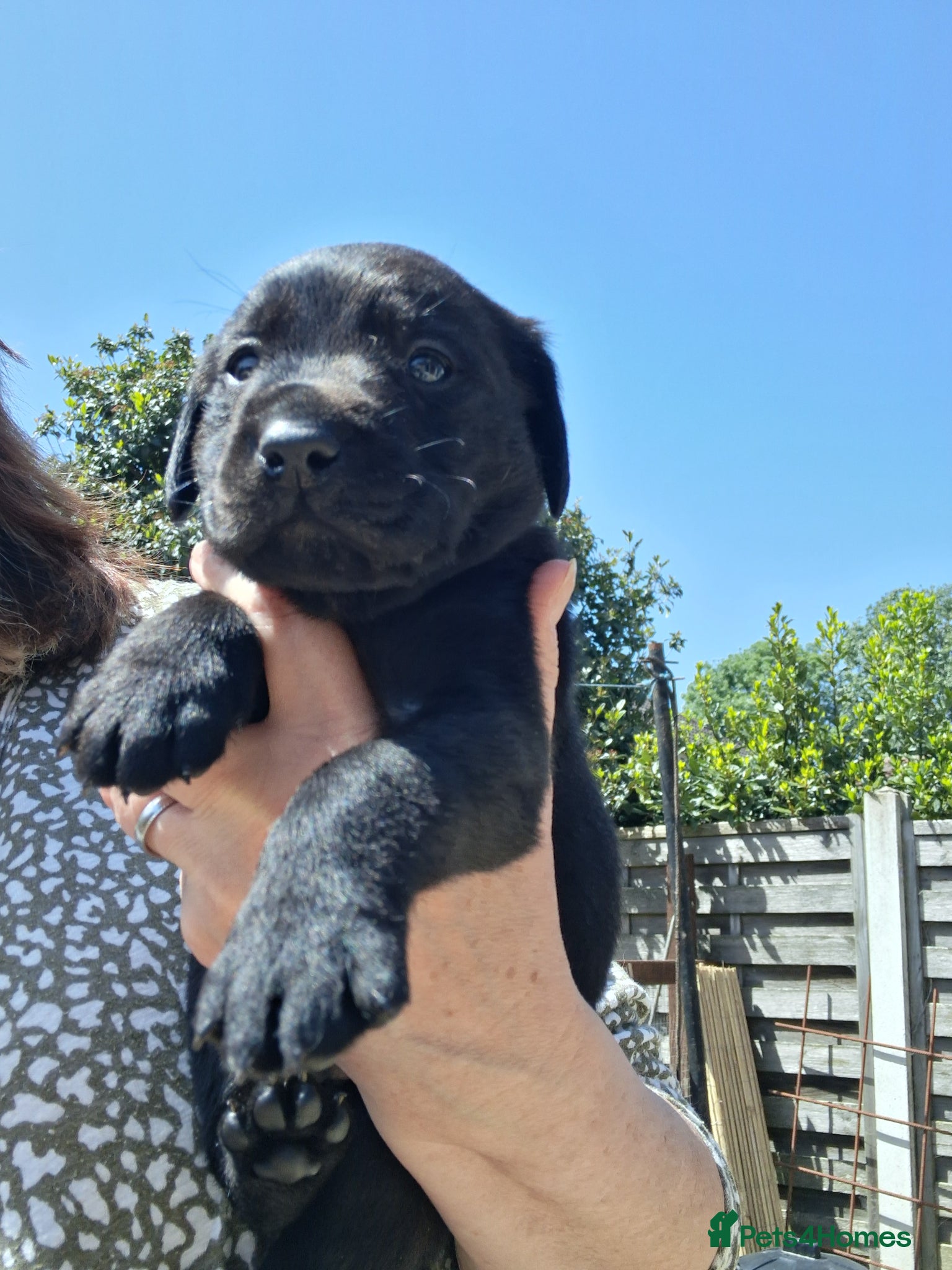 Labrador Retriever dogs KC reg HEALTH TESTED LAB PUPPIES - Advert 2