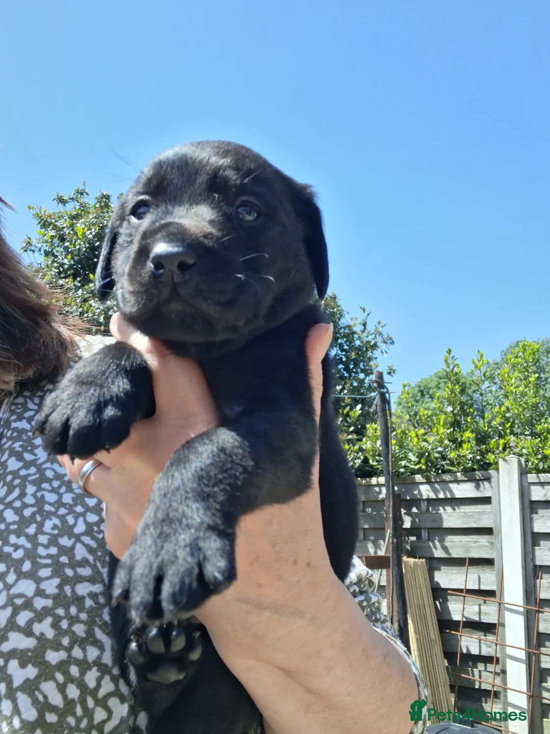 Labrador Retriever dogs for sale: KC reg HEALTH TESTED LAB PUPPIES - Advert 1