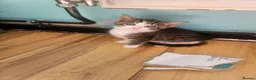 Mixed Breed cats for sale: Kittens  - Advert 10