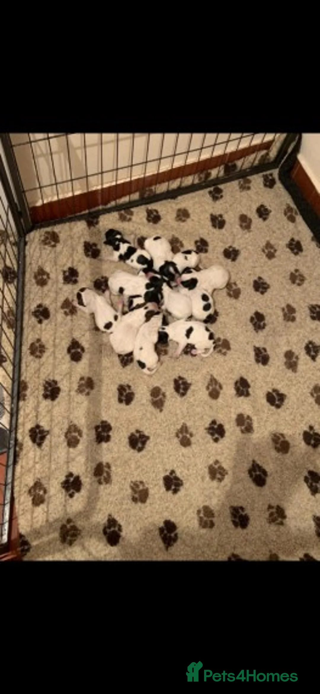 Standard Poodle dogs for stud: Standard party poodle in Marlborough - Advert 18