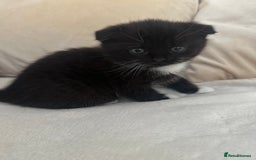 Mixed Breed cats for sale: Scottish fold mixed breed - Image 8