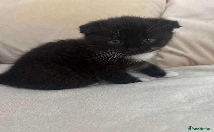 Mixed Breed cats Scottish fold mixed breed - Advert 9