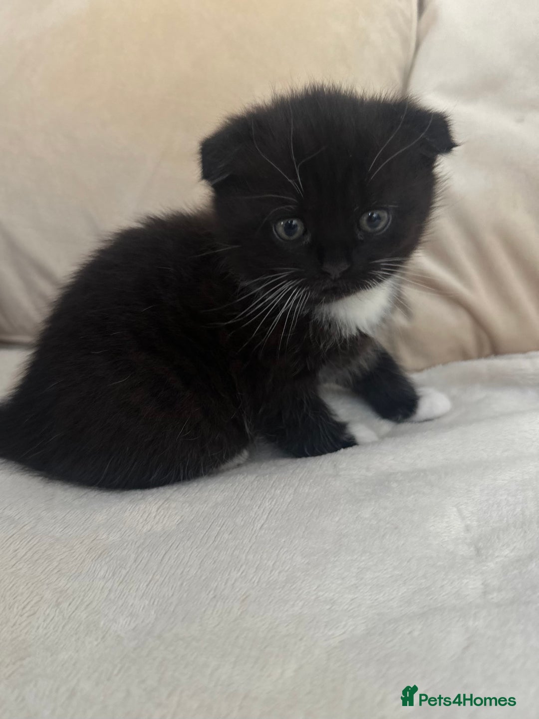 Mixed Breed cats for sale: Scottish fold mixed breed - Image 8