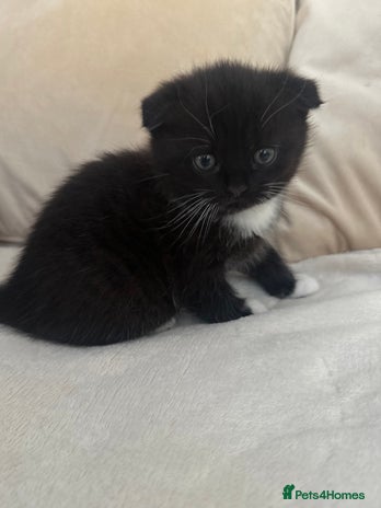 Mixed Breed cats Scottish fold mixed breed - Advert 9