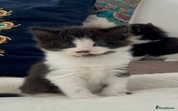 Domestic Shorthair cats for sale: Beautiful 5 tuxedo kittens available for new home. - Image 11