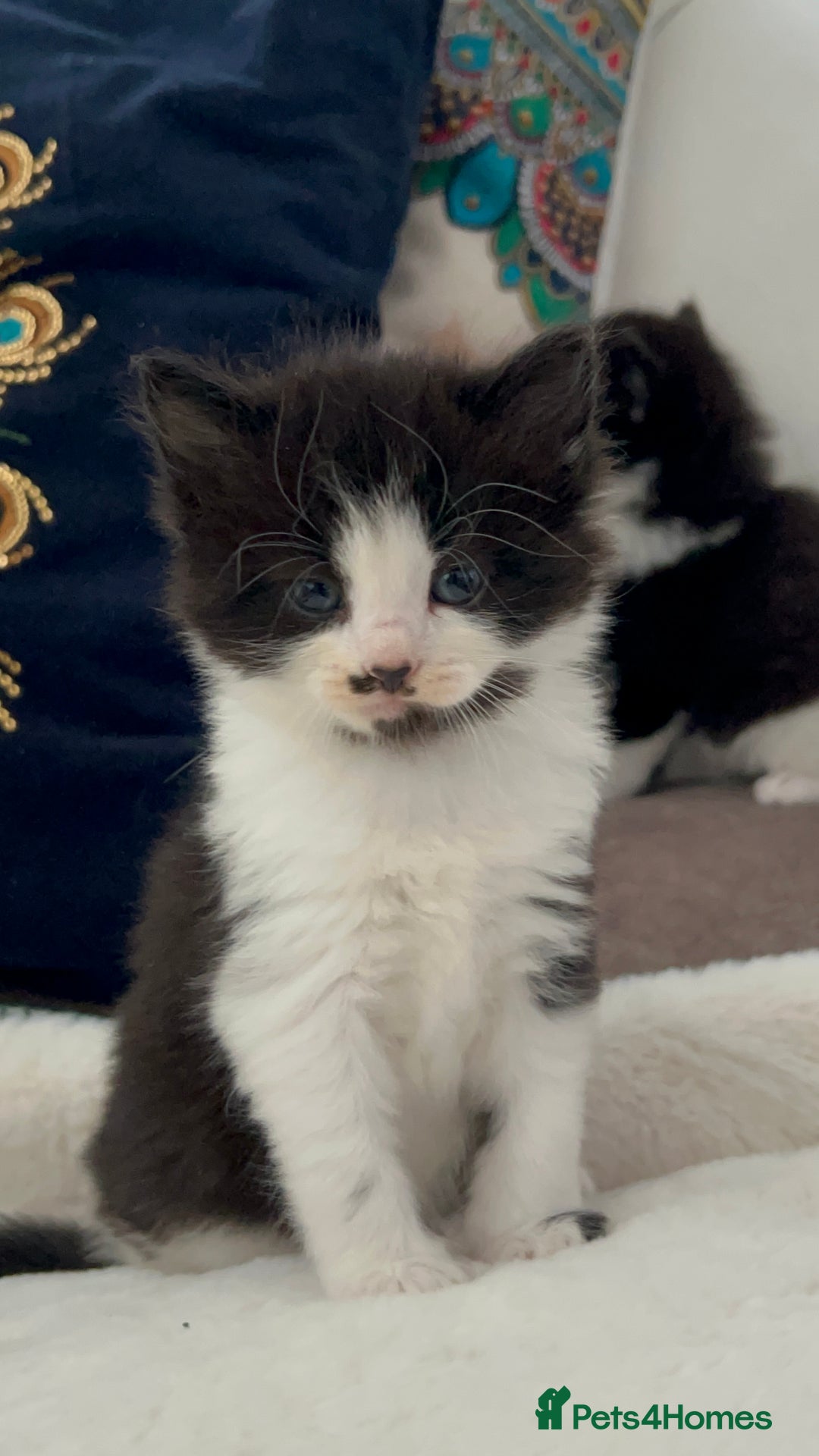 Domestic Shorthair cats for sale: Beautiful 5 tuxedo kittens available for new home. - Image 11