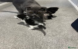 Scottish Fold cats for sale: Scottish fold  - Image 7
