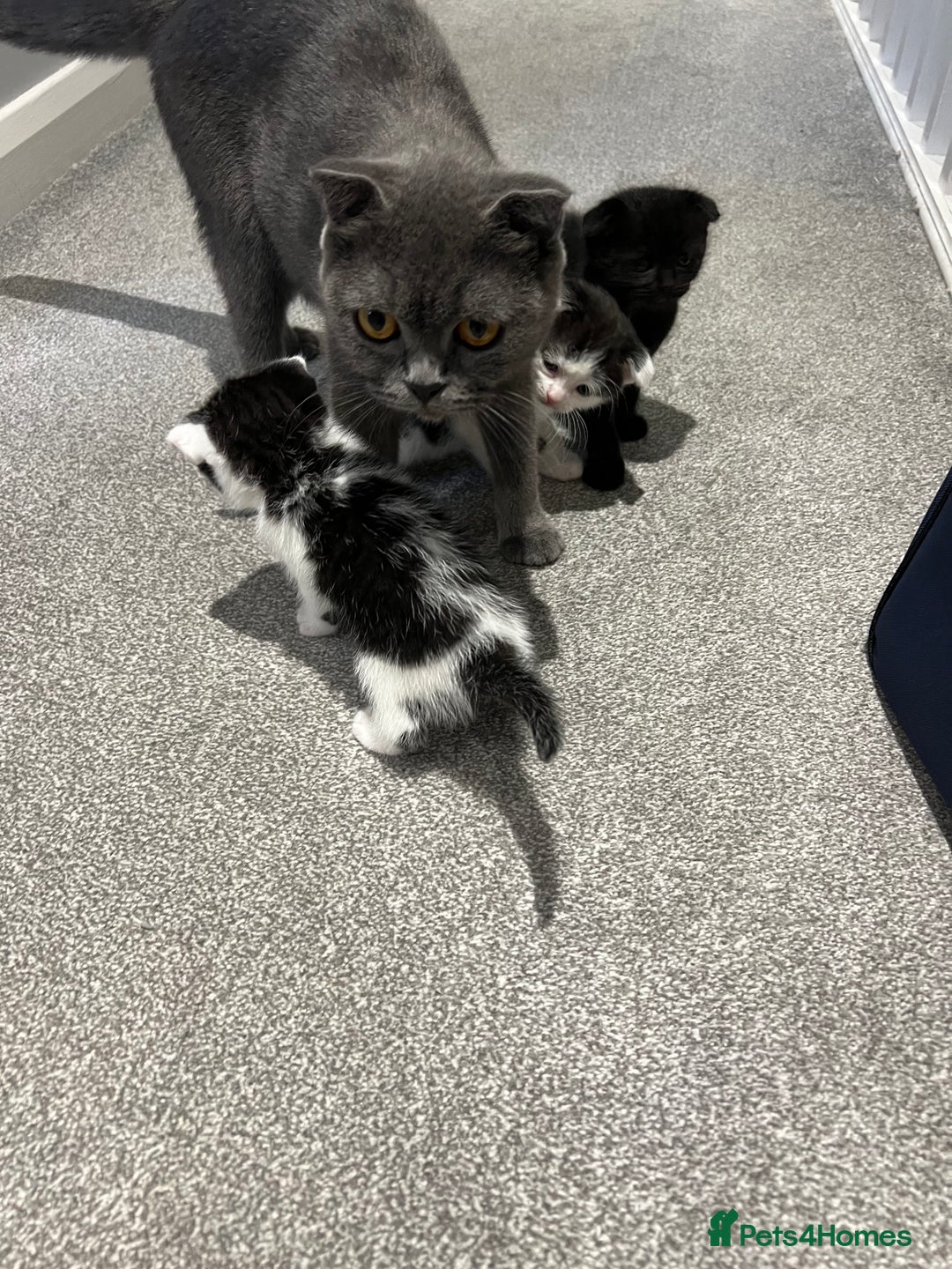 Scottish Fold cats for sale: Scottish fold  - Image 7