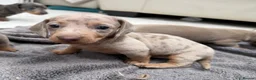 Dachshund dogs for sale: Miniature Dachshund - Advert 11
