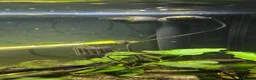 Catfish fish for sale: Fluval roma 240L aquarium- complete upgraded setup - Advert 15