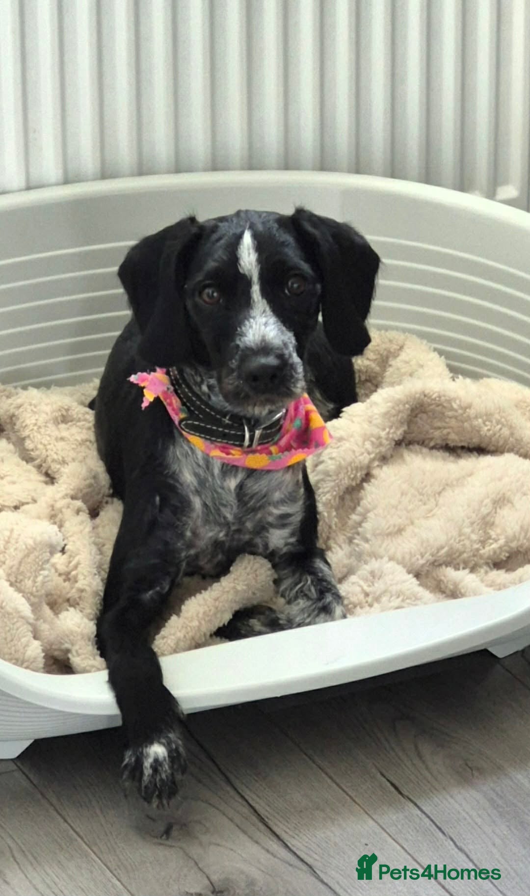 Mixed Breed dogs Female dachshund/cocker spaniel mix called Pepa - Advert 1