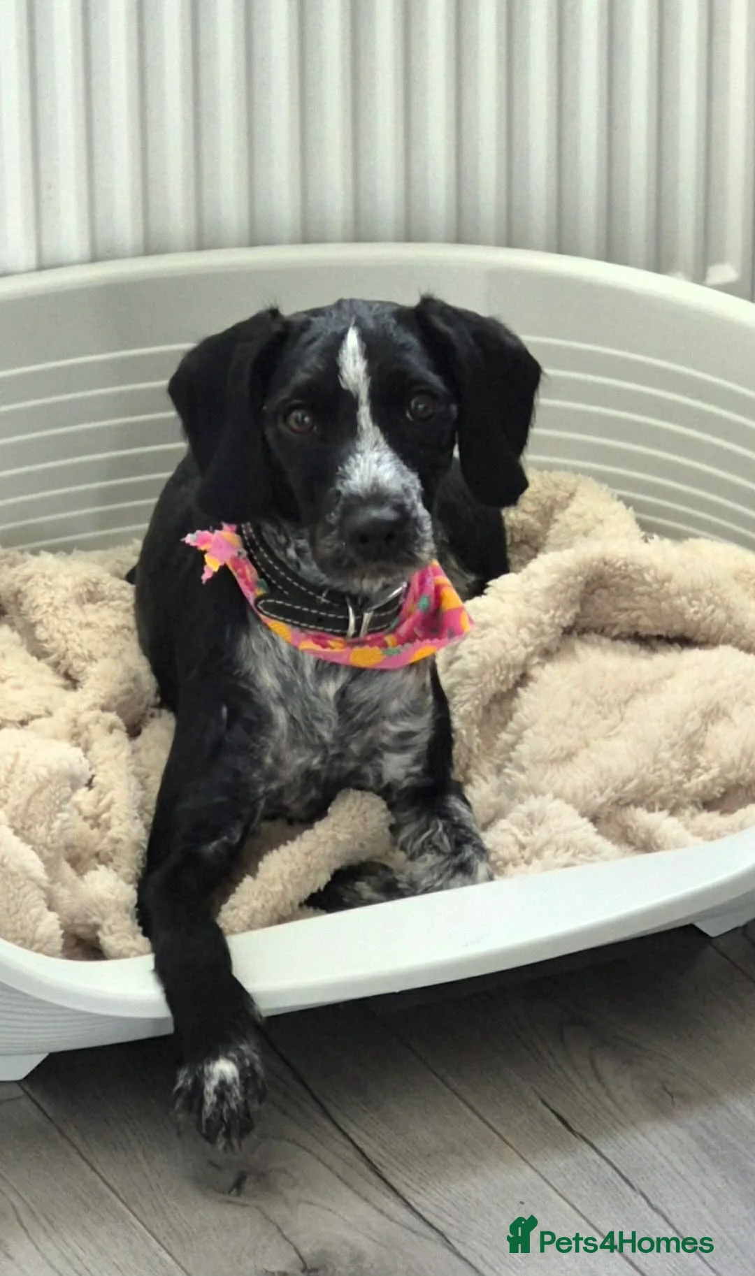 Mixed Breed dogs for sale: Female dachshund/cocker spaniel mix called Pepa in Glenrothes - Advert 1