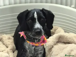 Mixed Breed dogs Female dachshund/cocker spaniel mix called Pepa - Advert 1