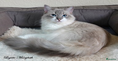 Ragdoll cats - Advert 6