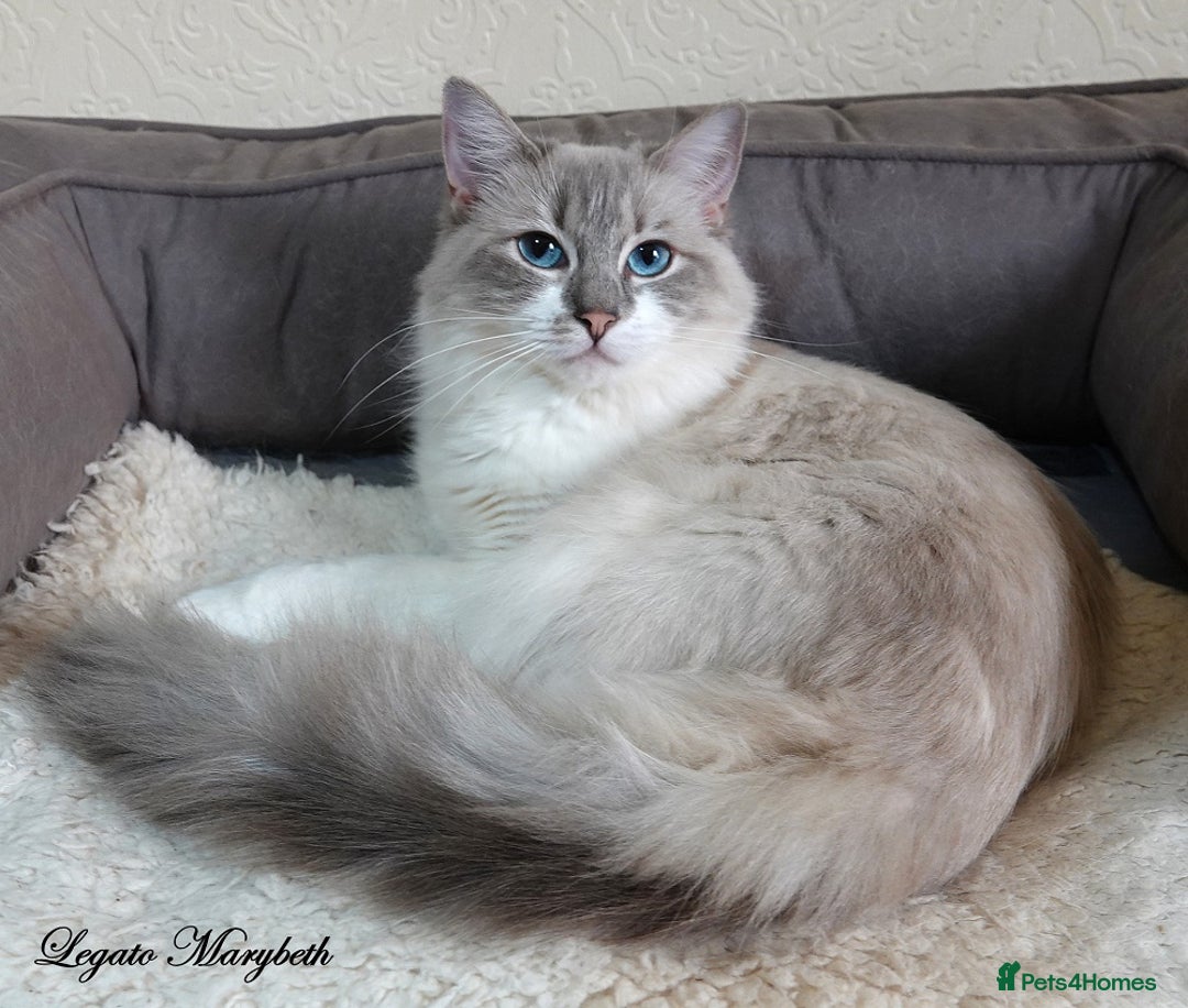 Ragdoll cats for sale: Beautiful GCCF Reg Adult Ragdoll - Image 3