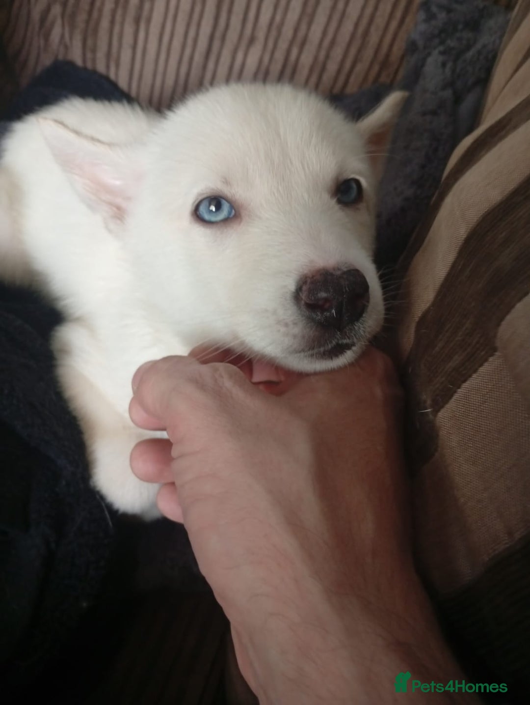 Siberian Husky dogs for sale: 5 beautiful siberian huskies left for forever home - Advert 17