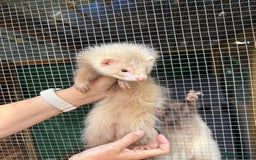 Ferret rodents for sale: Full and semi angora ferrets READY NOW - Image 4