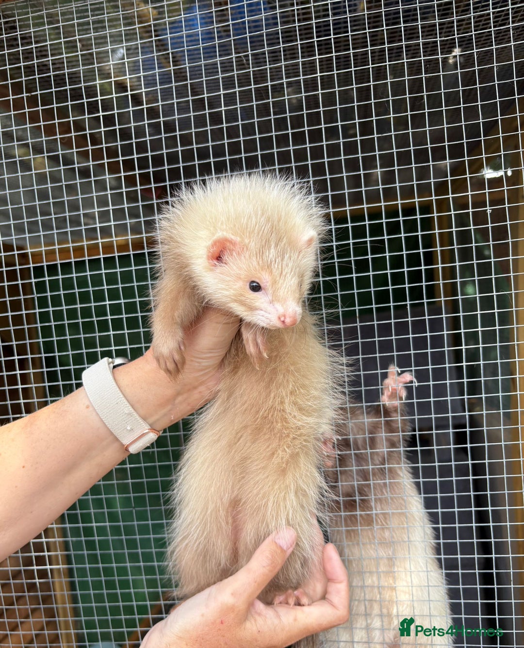 Ferret rodents for sale: Full and semi angora ferrets READY NOW - Image 4