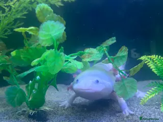 Axolotl reptiles Male pink Axolotl for sale . - Advert 2