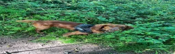 Cocker Spaniel dogs for stud: Red working cocker spaniel available for stud - Advert 3