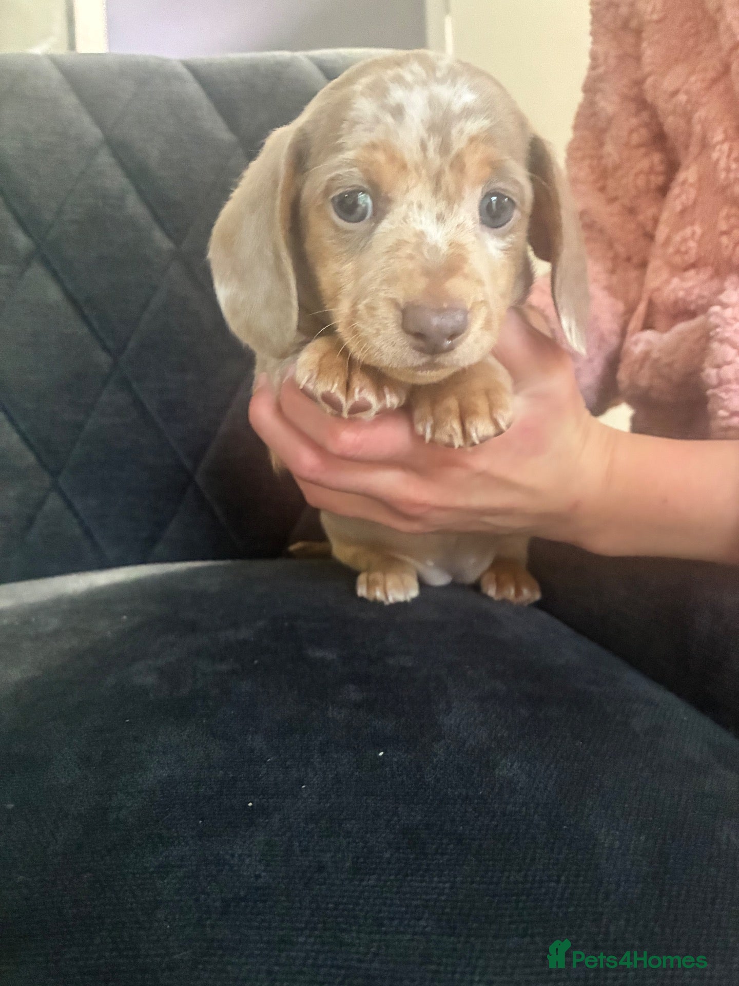 Dachshund dogs     Beautiful Miniature Dachshund Puppies  - Advert 2