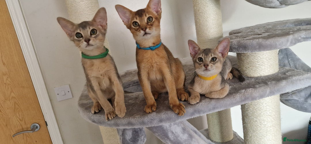 Abyssinian cats for sale: Pure Abyssinian kittens ❤️Ready to go 😍  - Image 31