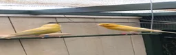 Canaries birds for sale: Satinette canaries crossed with Raza in Middlesbrough - Advert 4