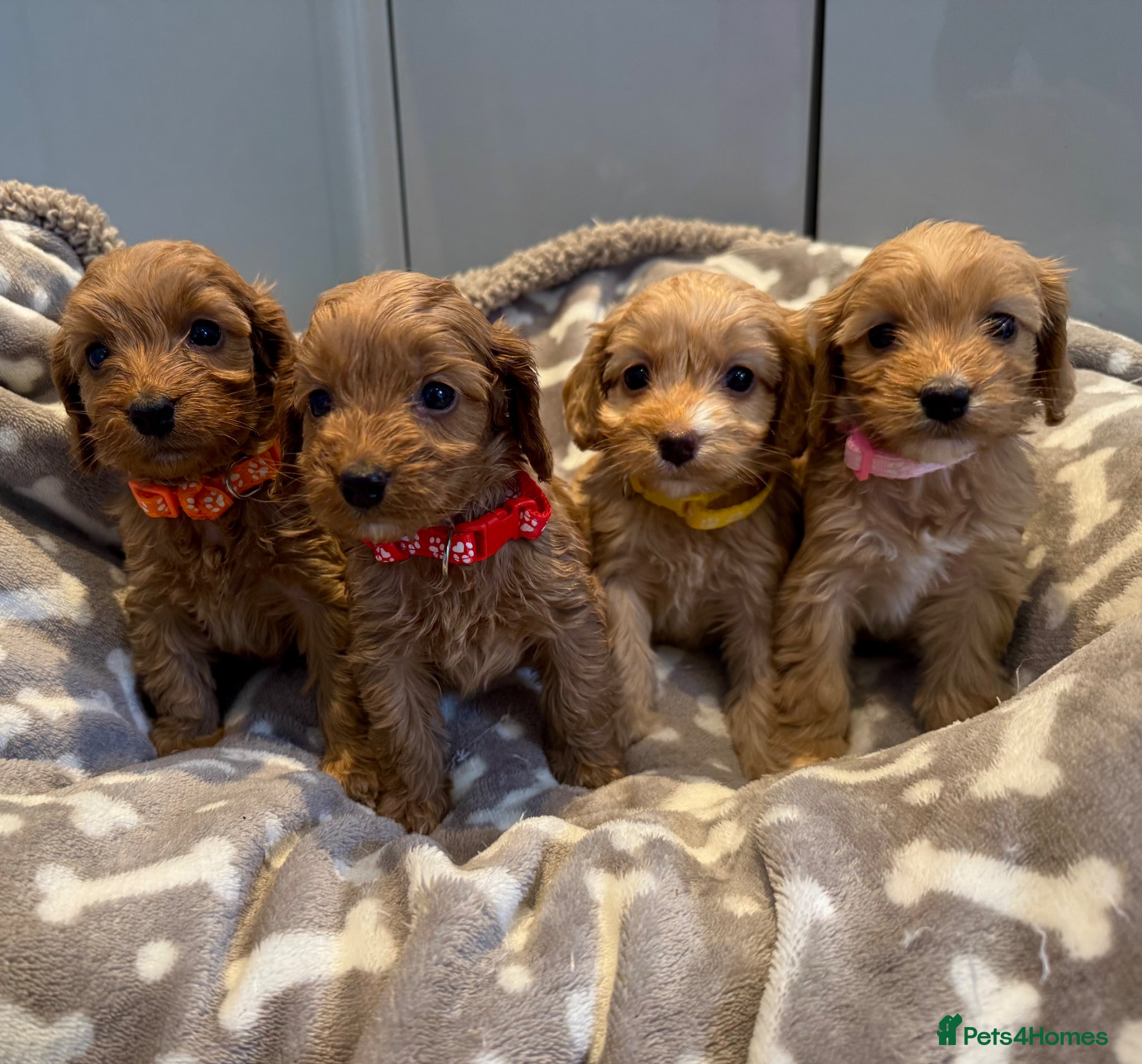 Cockapoo dogs ⭐🐶 Exceptional F1 Cockapoo Puppies 🐶⭐ - Advert 1