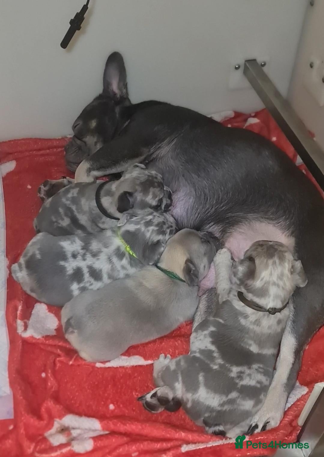 French Bulldog dogs 💎✨ 4 BEAUTIFUL FRENCHIE GIRLS 💎✨️  - Advert 1