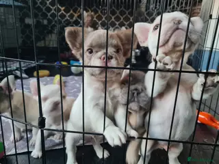 French Bulldog dogs 5 French bulldog puppies. Pied fluffy - Advert 1