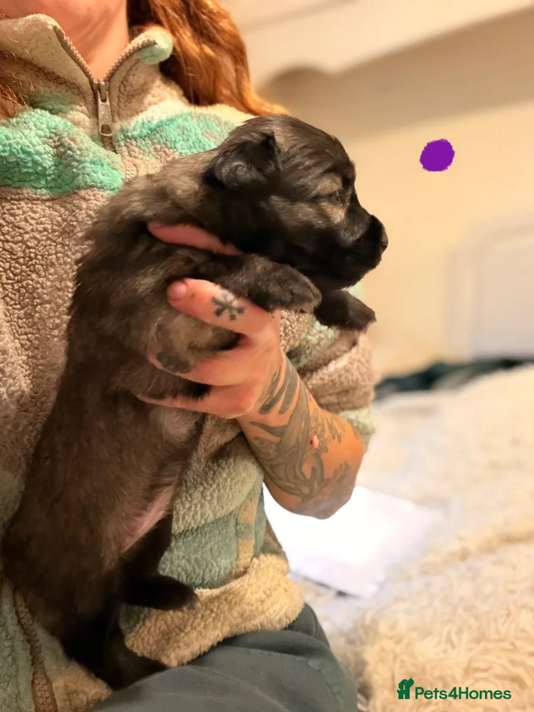 Skye Terrier dogs for sale: KC Reg Skye Terrier Cream puppies  - Advert 39