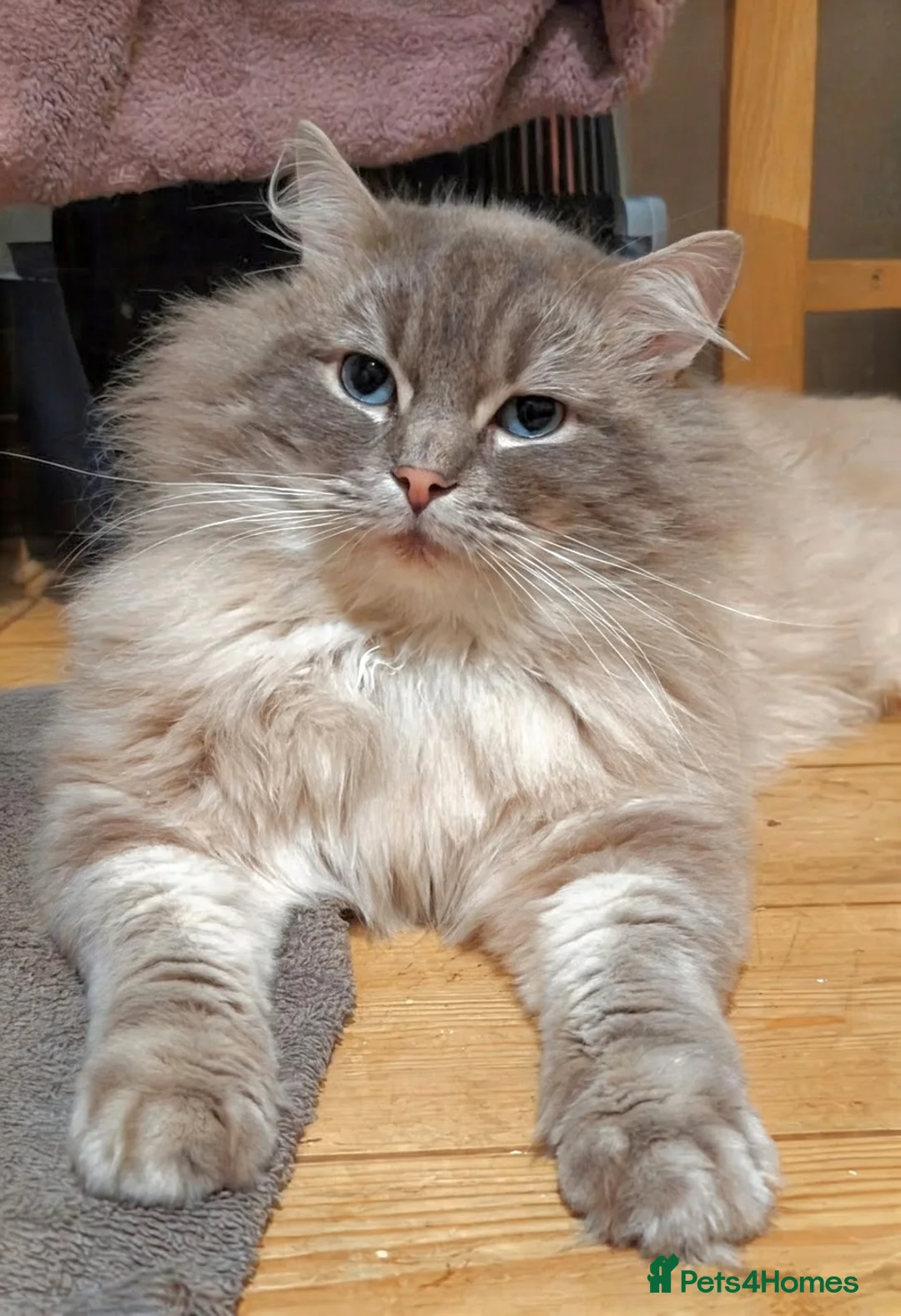 Ragdoll cats for stud: King Baloo bear 🐨👑💖 - Advert 1