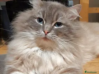 Ragdoll cats King Baloo👑💖fully proven purebred gentle giant! - Advert 5