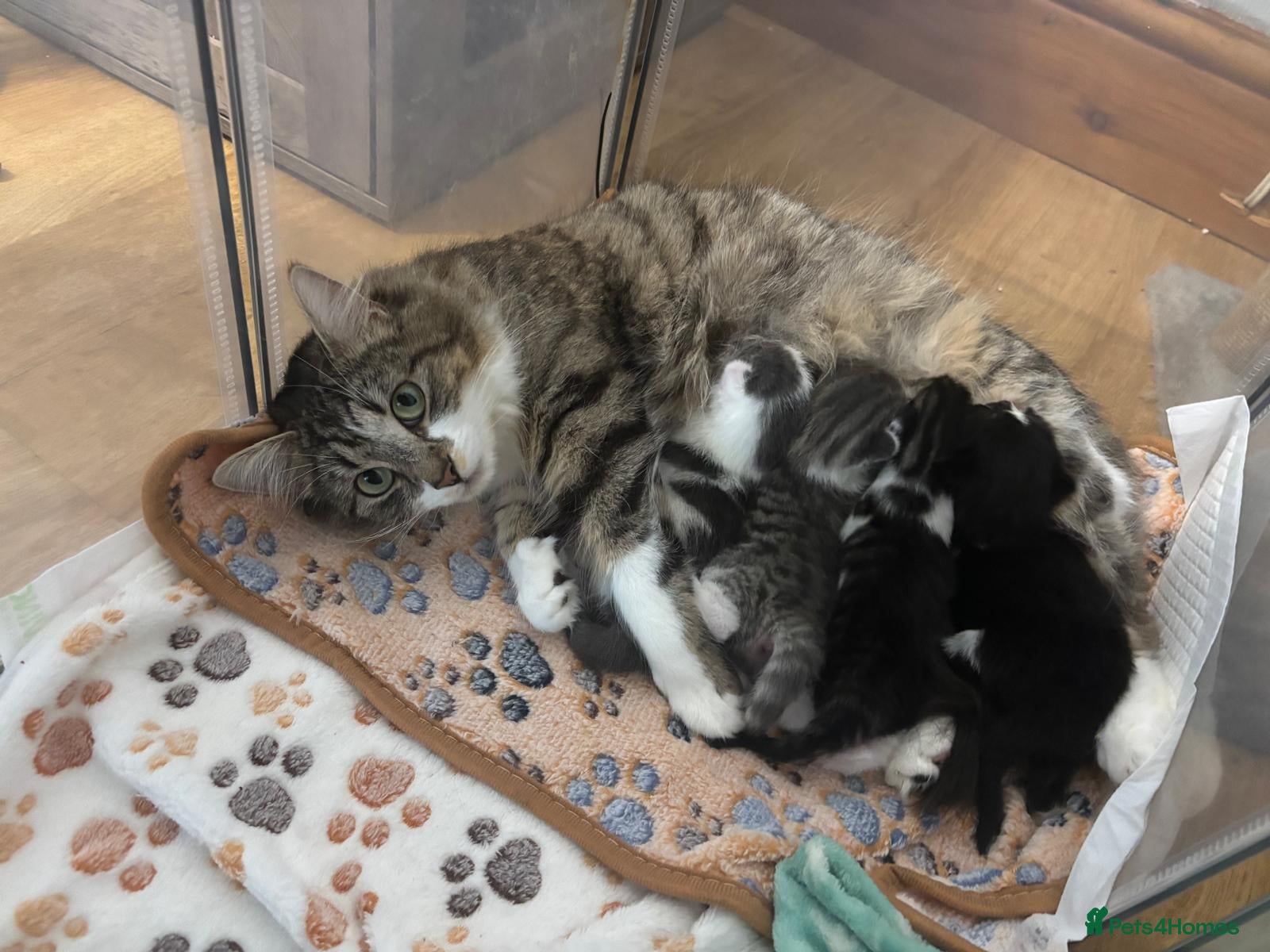 Mixed Breed cats 4 beautiful kittens 2 males & 2 females  - Advert 2