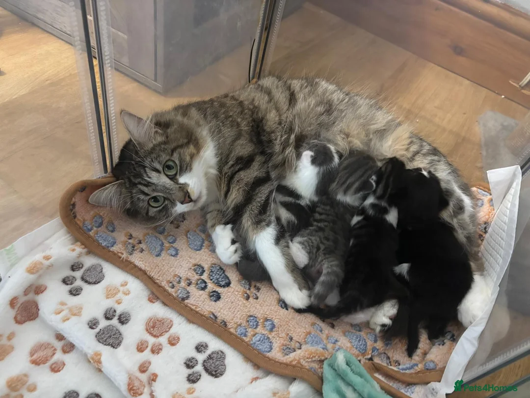 Mixed Breed cats for sale: 4 beautiful kittens 2 males & 2 females  - Advert 1