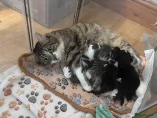 Mixed Breed cats 4 beautiful kittens 2 males & 2 females - Advert 2