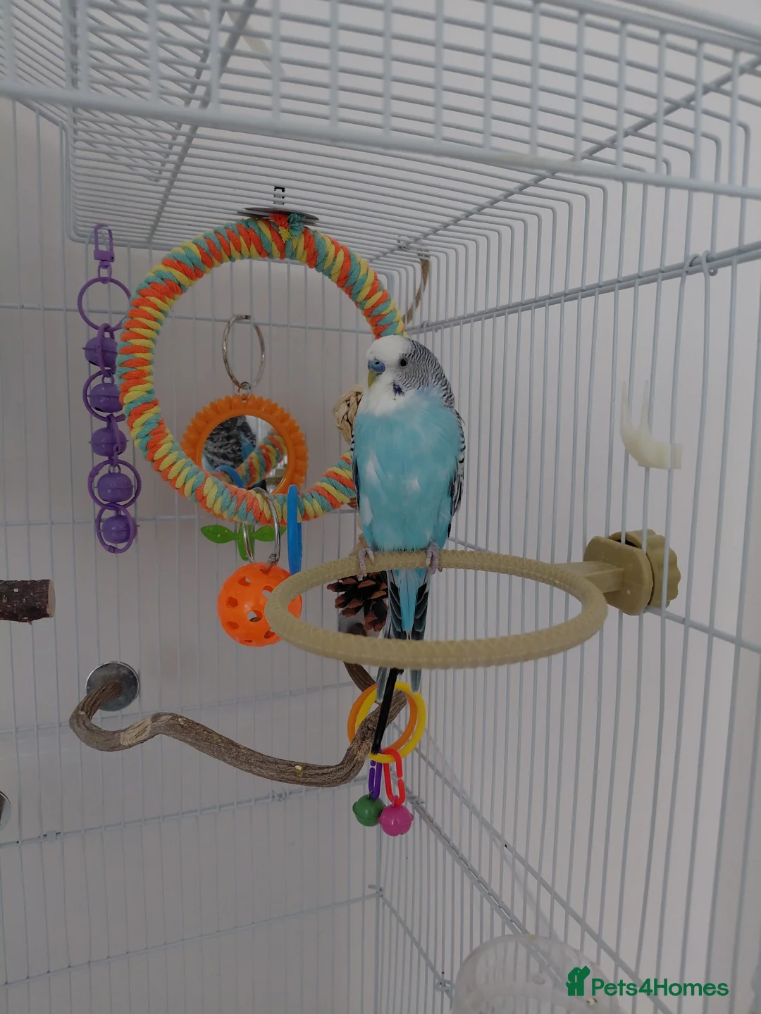 Budgerigars birds for sale: Two beautiful budgies  - Advert 2