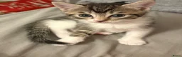 Mixed Breed cats for sale: Two litters of two cats in Coventry - Advert 8