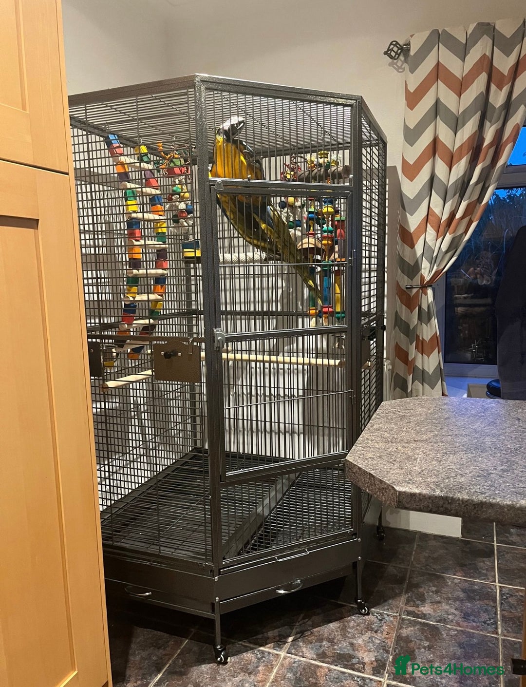 Macaws birds for sale: Blue and gold  - Advert 3