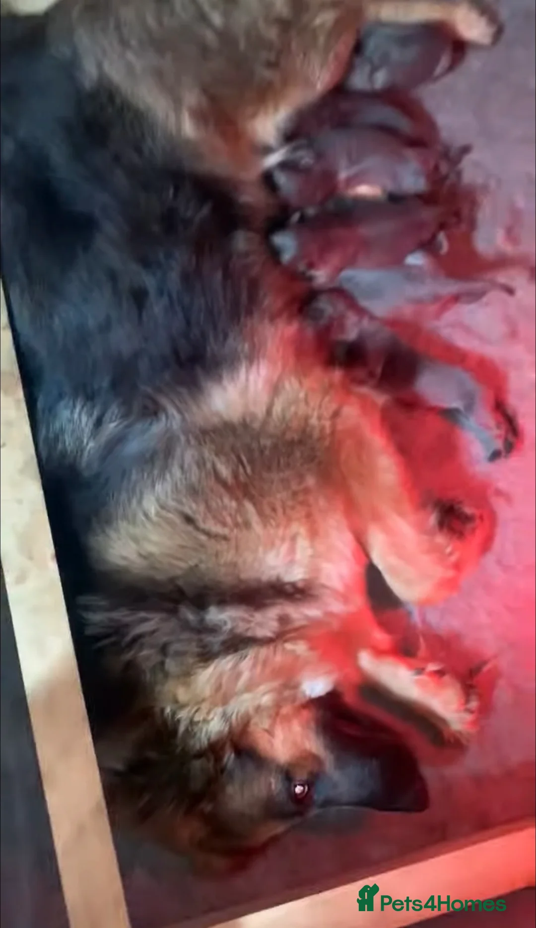 German Shepherd dogs for sale: Blue German Shepherd puppy - Advert 7